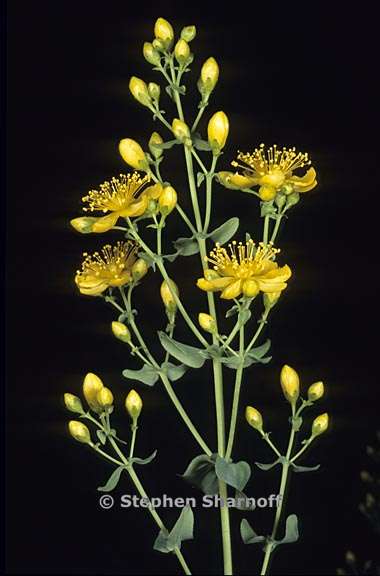 hypericum scouleri 2 graphic